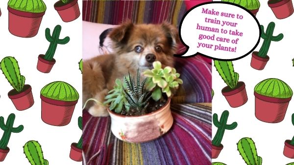 Are plants the new pets for dog and cat parents? Our tips for botanical adoptions!