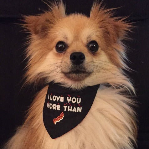 chihuahua pomeranian wearing bandana with embroidery that reads I love you more than bacon